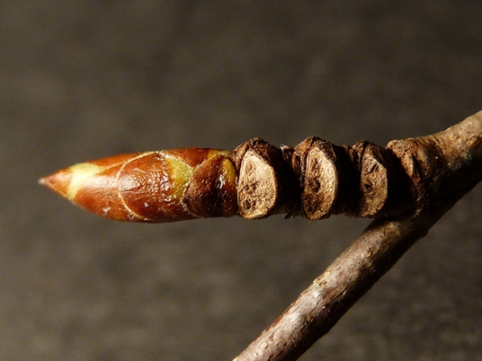 {Betula lenta}